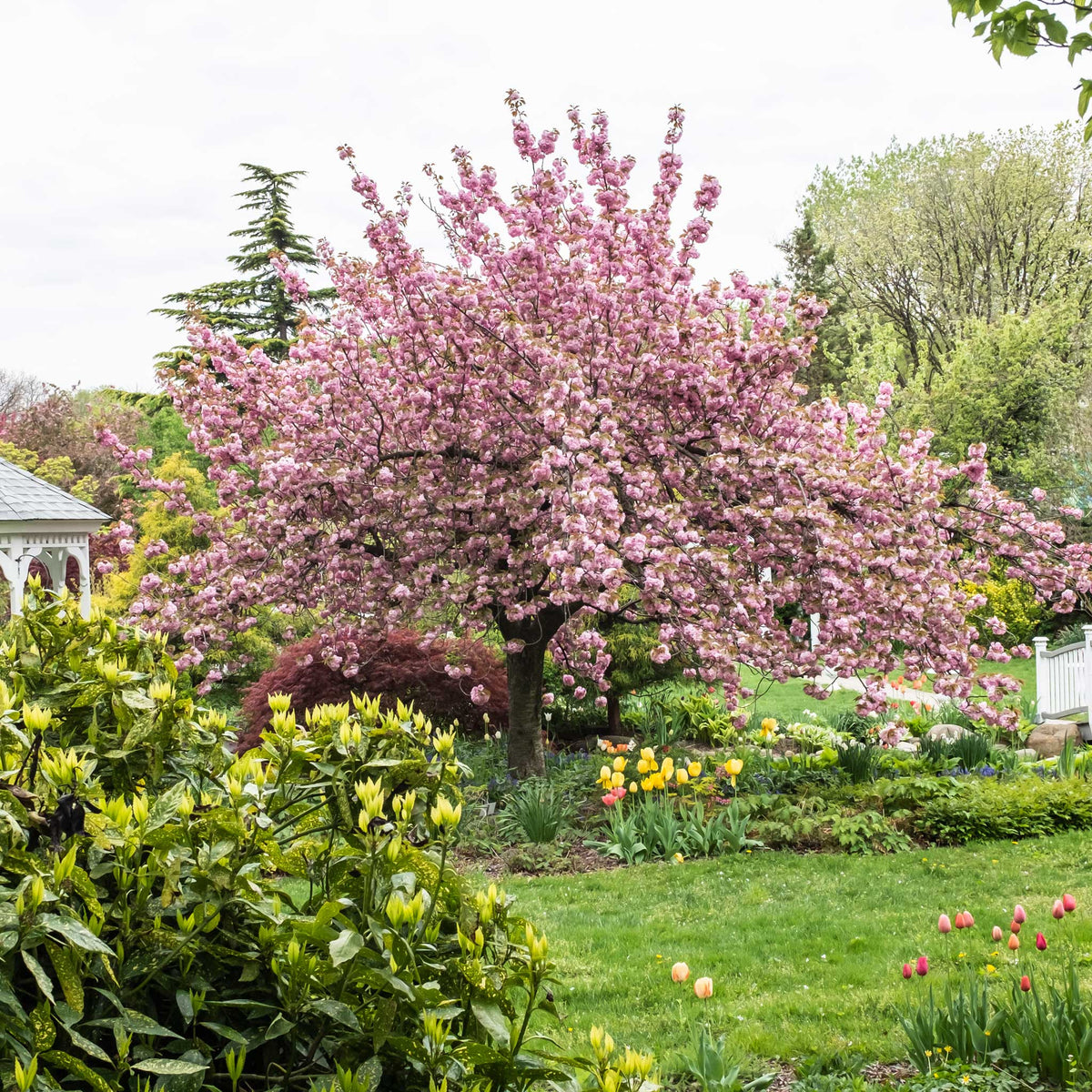 files/Kwanzan_Cherry_Tree_Far.jpg