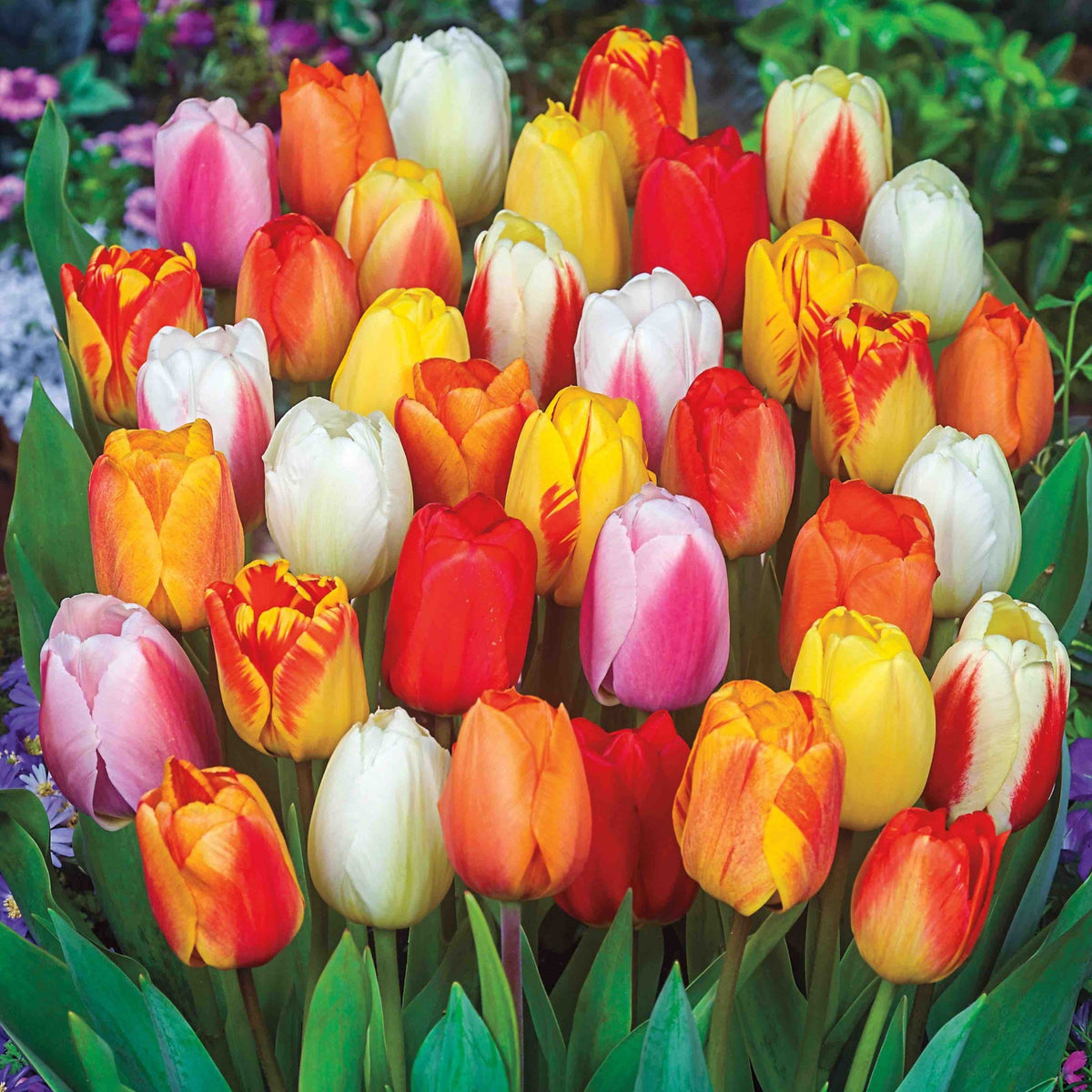 Late Season Blooming Tulip Mix