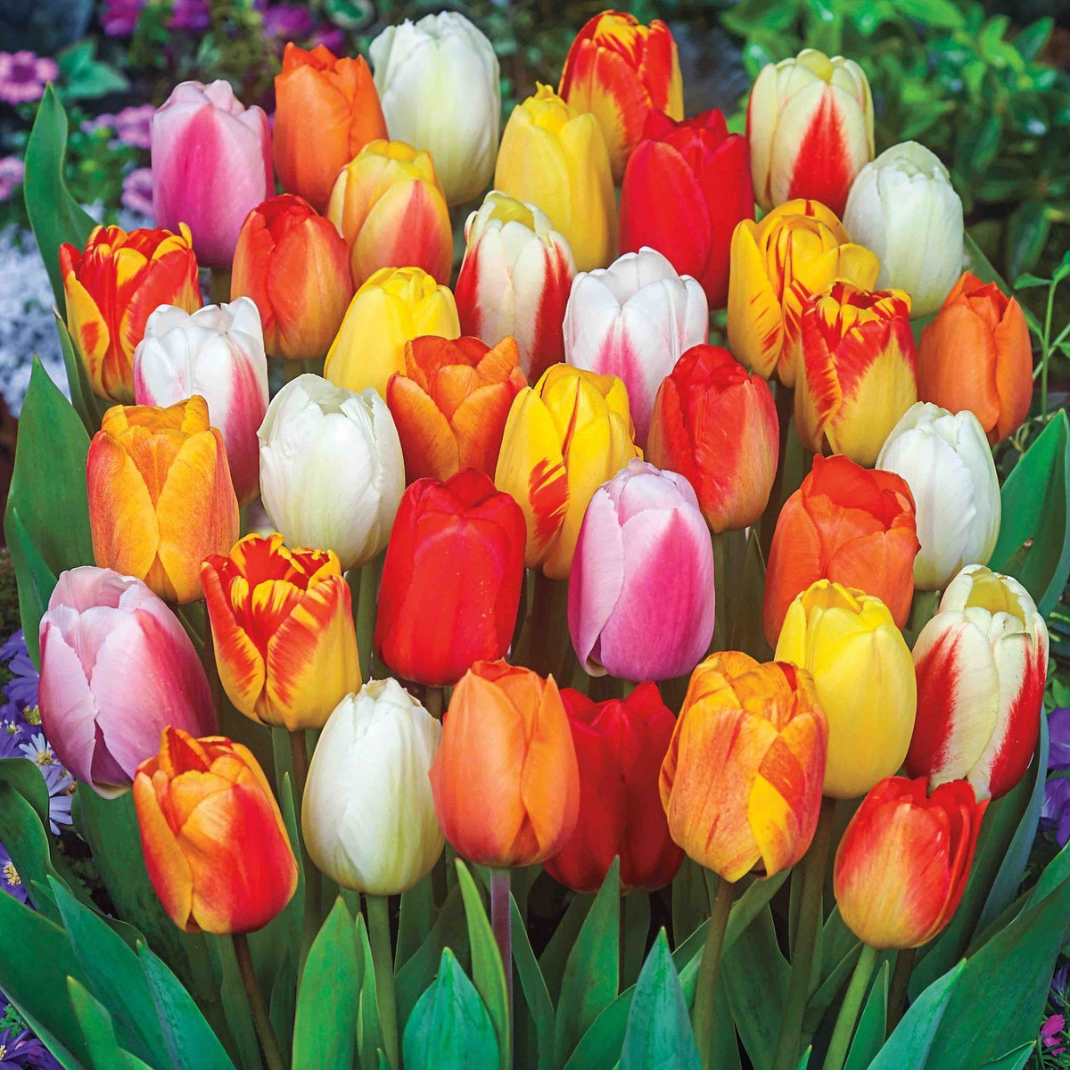 Long Stemmed Perennial Tulip Mix