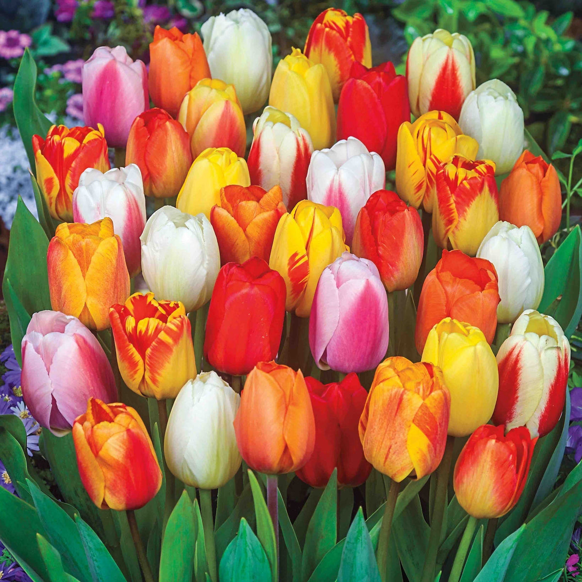 Mid Season Blooming Tulip Mix