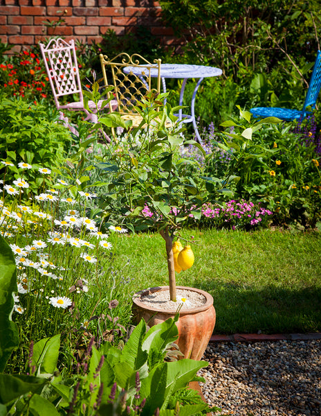 lemon tree pot plant Eureka Lemon Tree