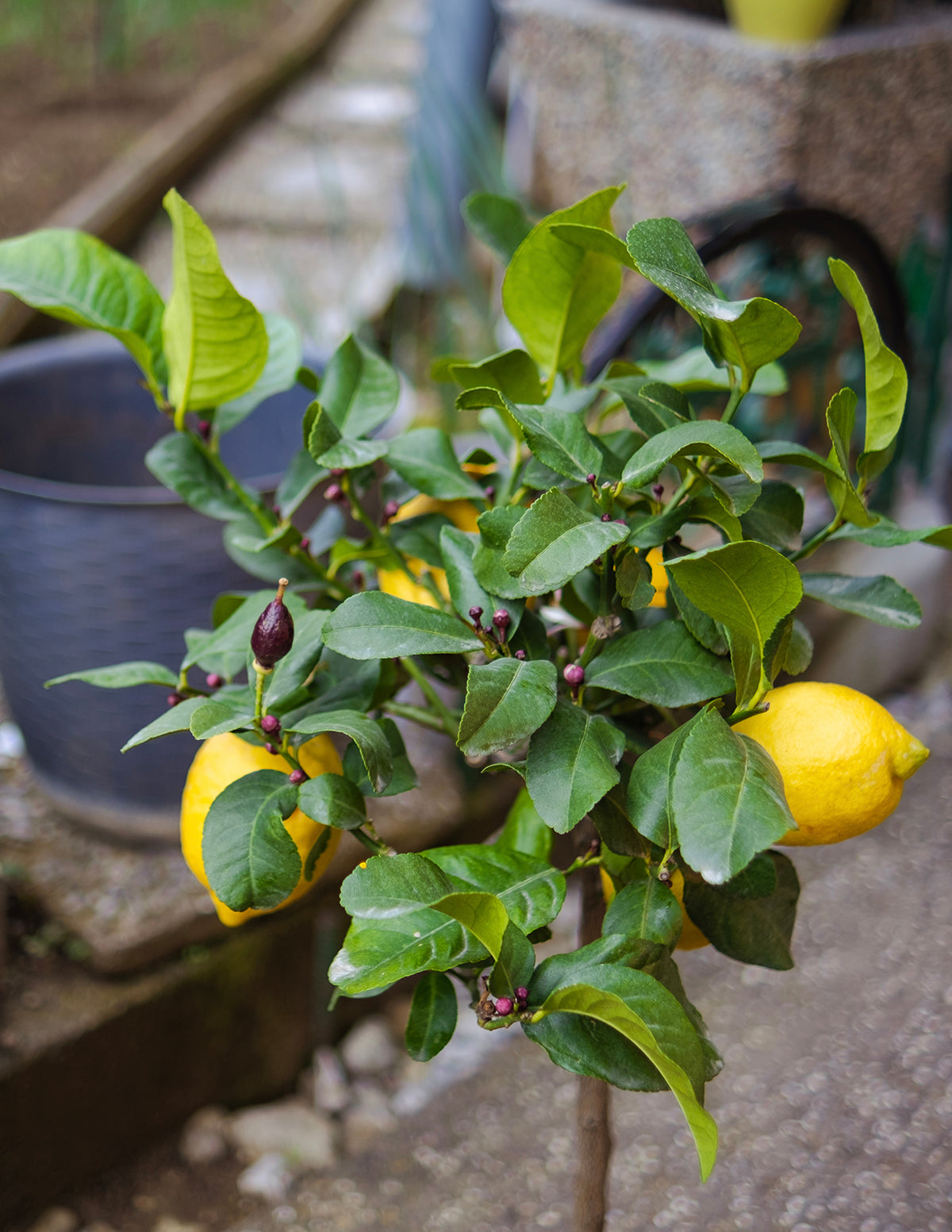 Eureka Lemon Tree