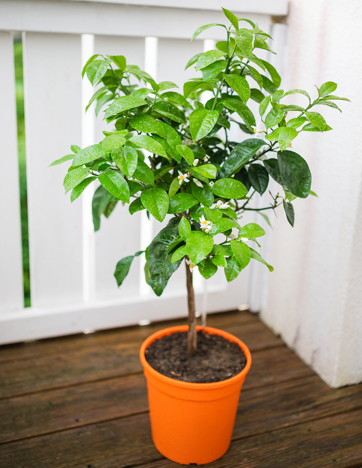 Meyer Lemon Tree