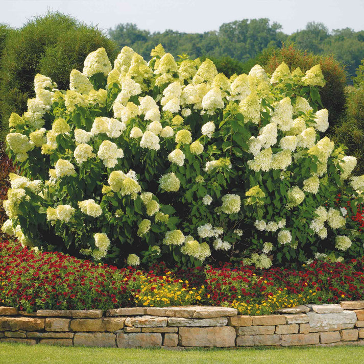 Hydrangea Line Light Tree Limelight Hydrangea Tree | The Sill