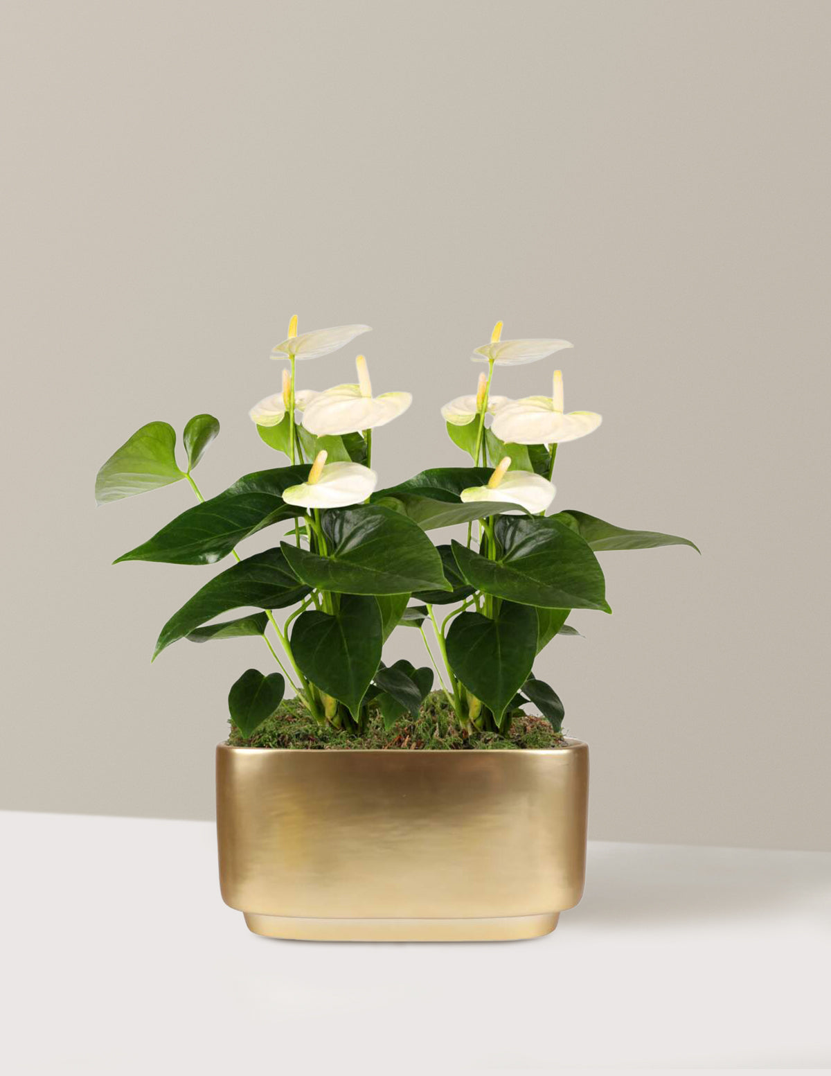 Large Double Anthurium