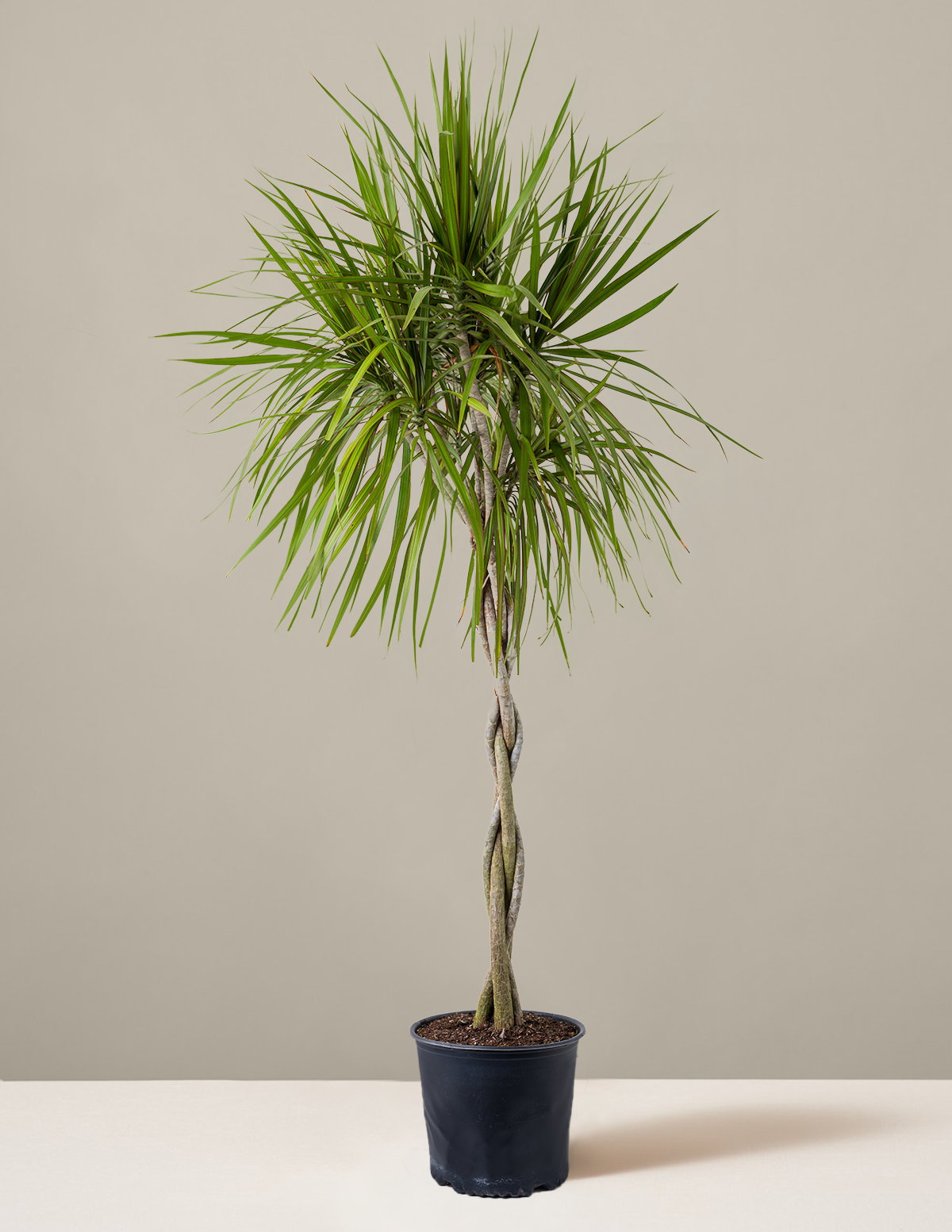 bundle | Giant | Grow Pot