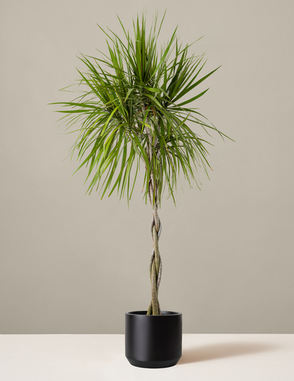 Dracaena Marginata Braided