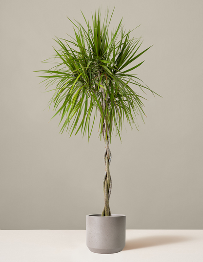 Dracaena Marginata Braided