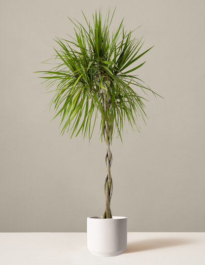 Dracaena Marginata Braided