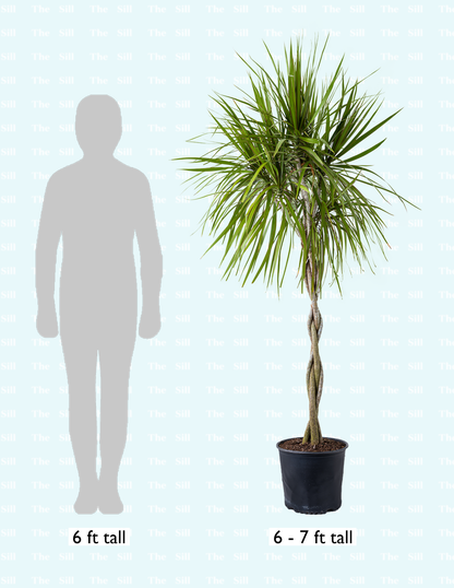 Dracaena Marginata Braided