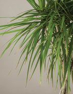 Dracaena Marginata Braided