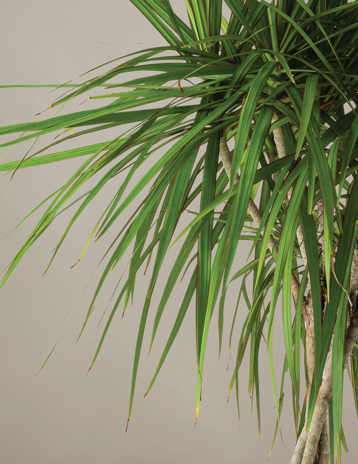 Dracaena Marginata Braided