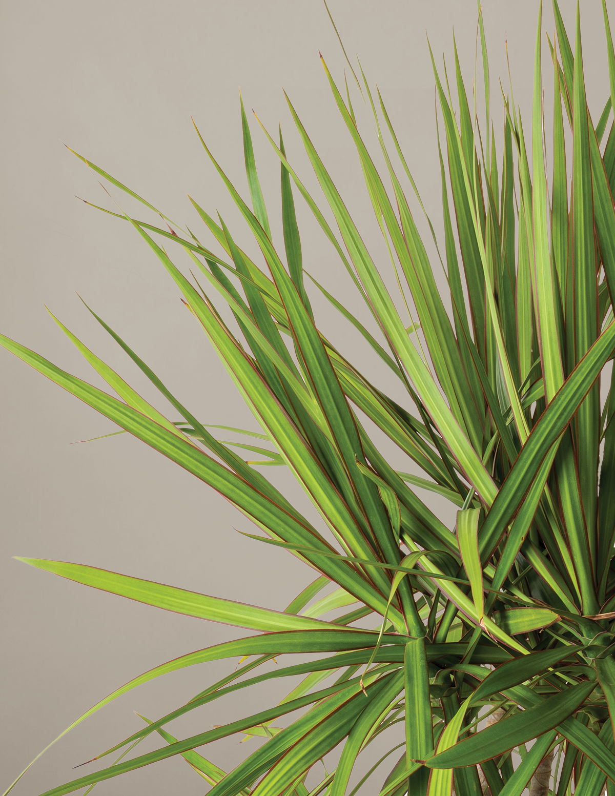 Dracaena Marginata Braided