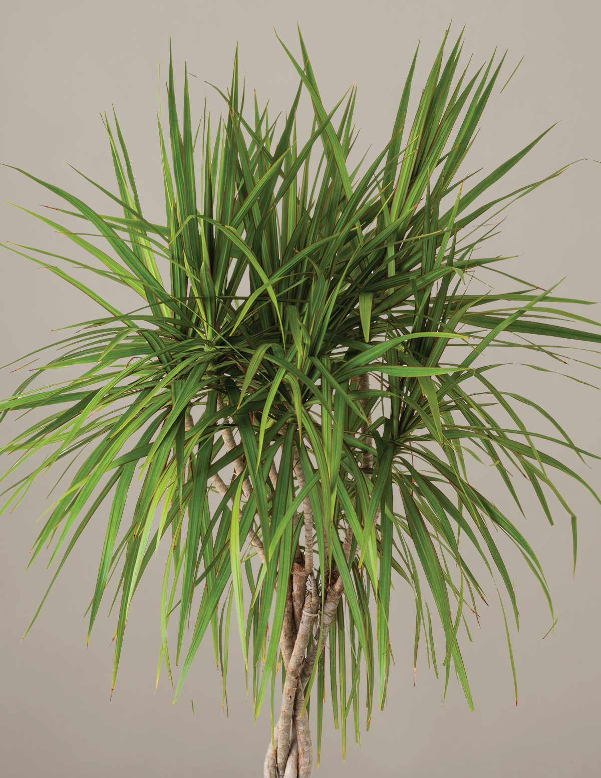dracaena marginata the sill Dracaena Marginata Braided | Large Houseplants for Delivery