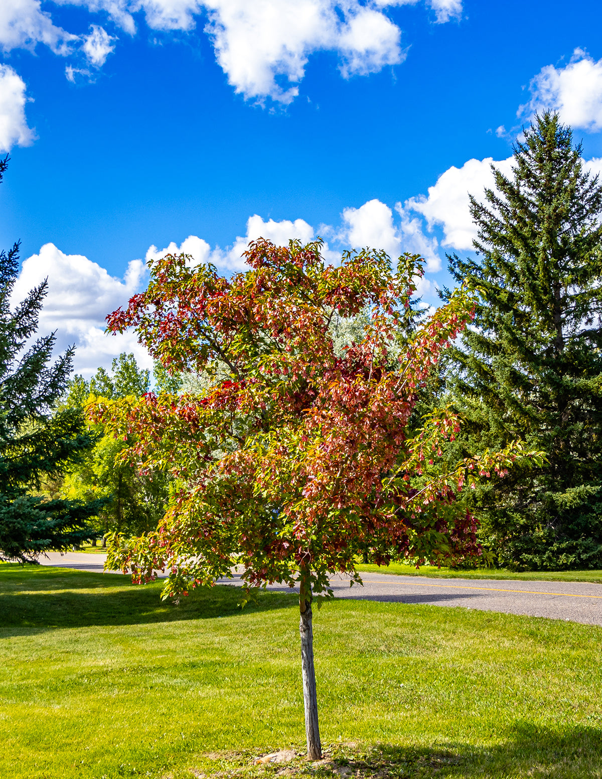Hot Wings™ Tatarian Maple