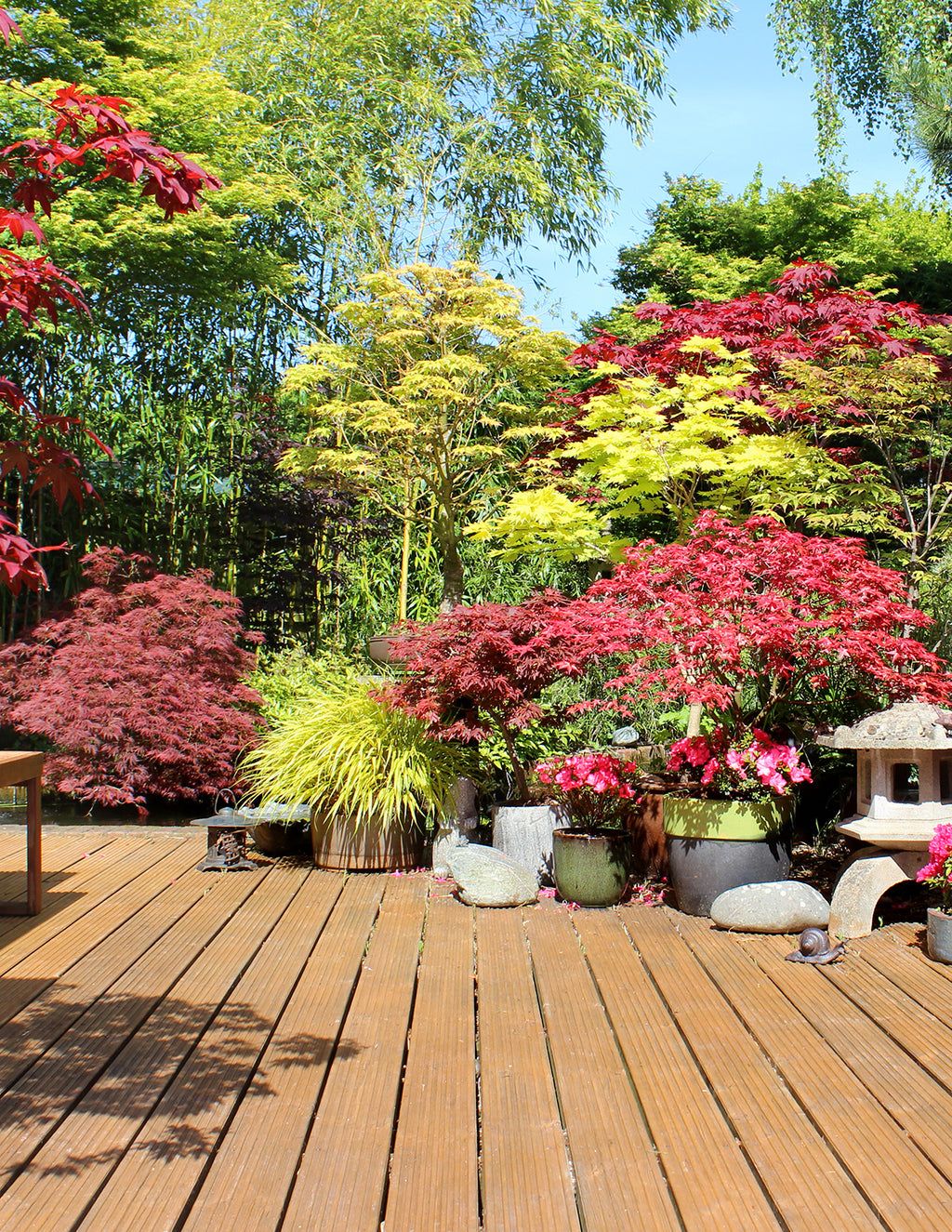 Red Dragon Japanese Maple Tree