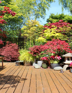 Red Dragon Japanese Maple Tree