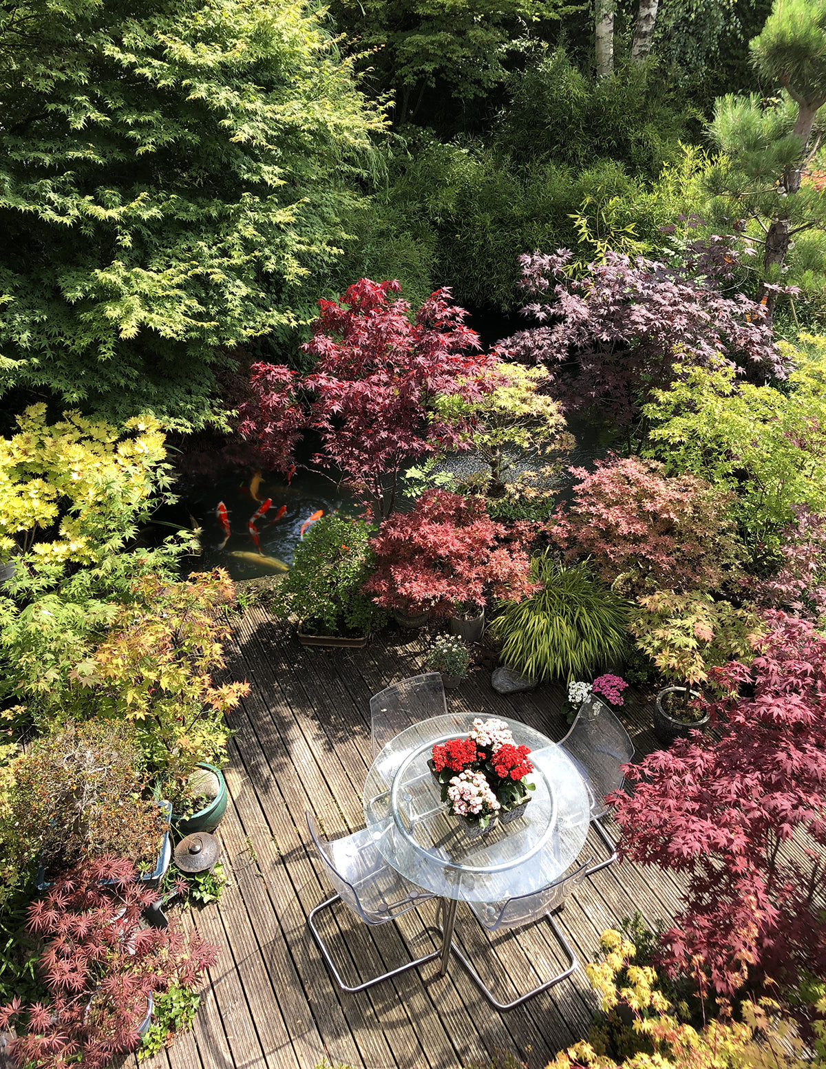 Red Dragon Japanese Maple Tree