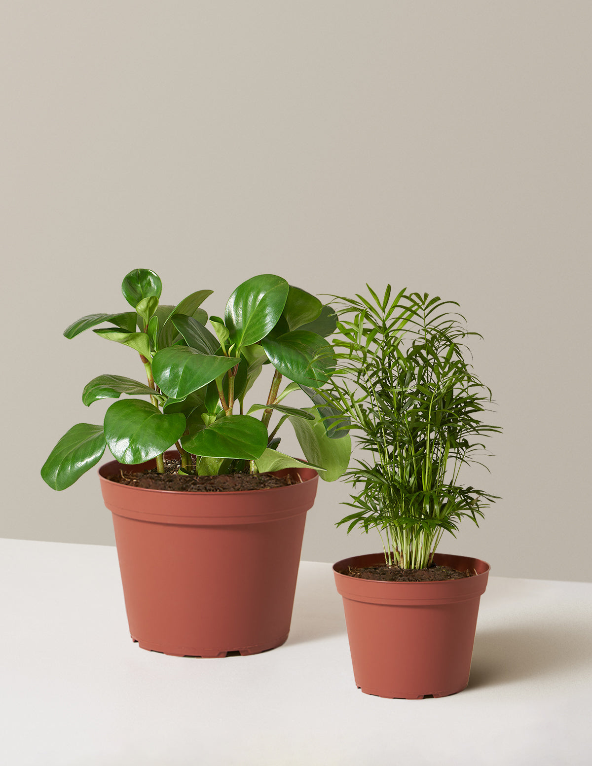bundle | Grow Pot | Plastic