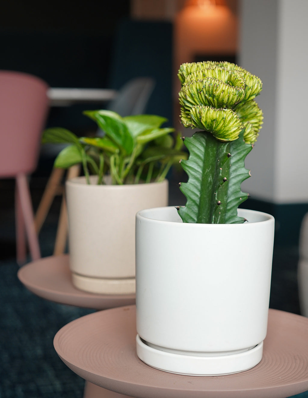 Mermaid Tail Cactus