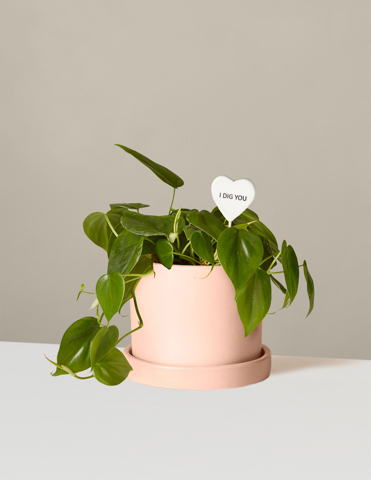 Heartleaf Philodendron