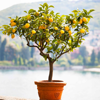 Meyer Lemon Tree (FL)