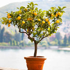 Meyer Lemon Tree