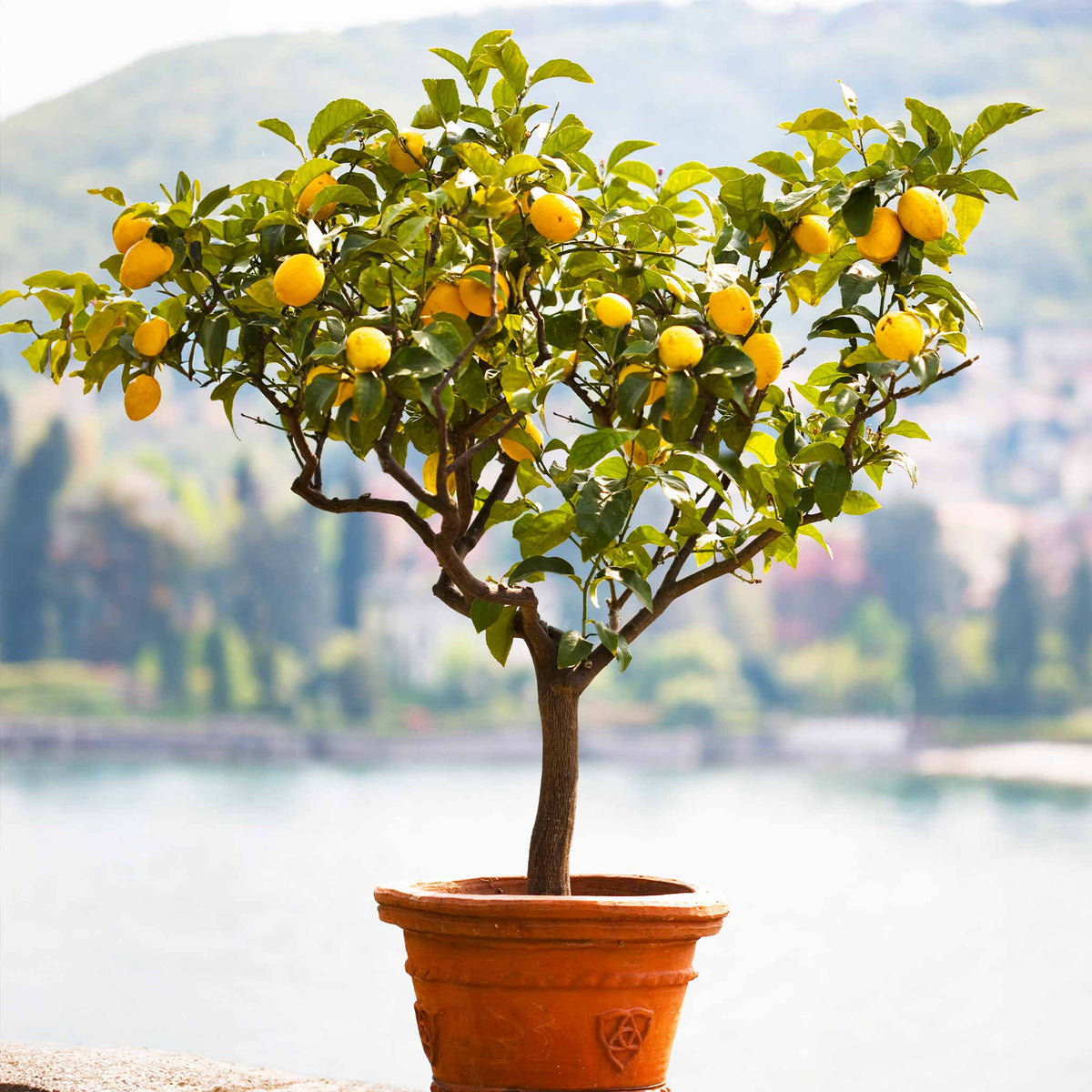 Meyer Lemon Tree