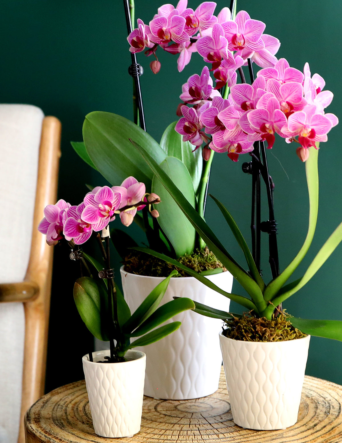 Mini Orchid Houseplant with Planter - Mini (5