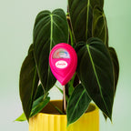 Moisture Meter