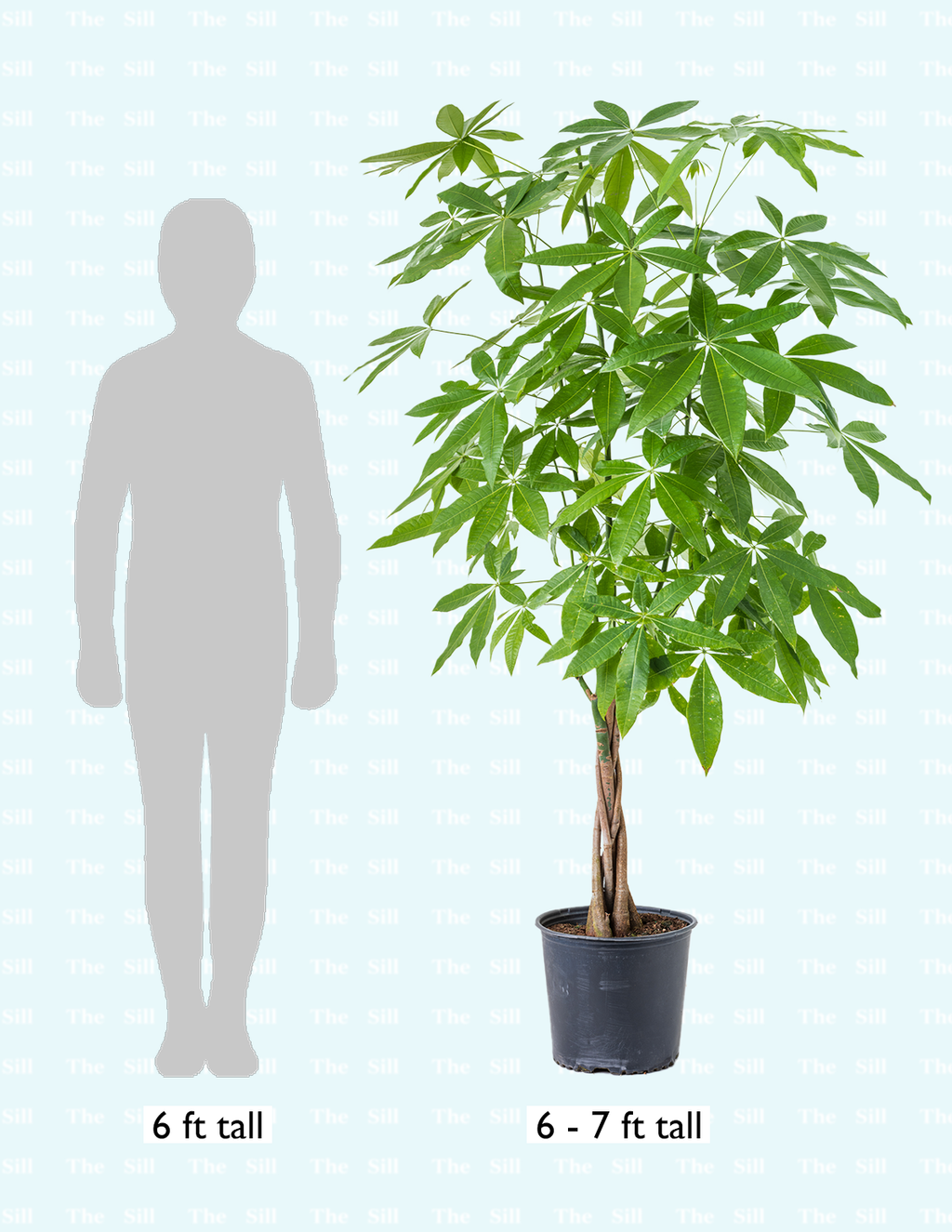 Money Tree Plant