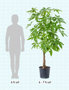Money Tree Plant