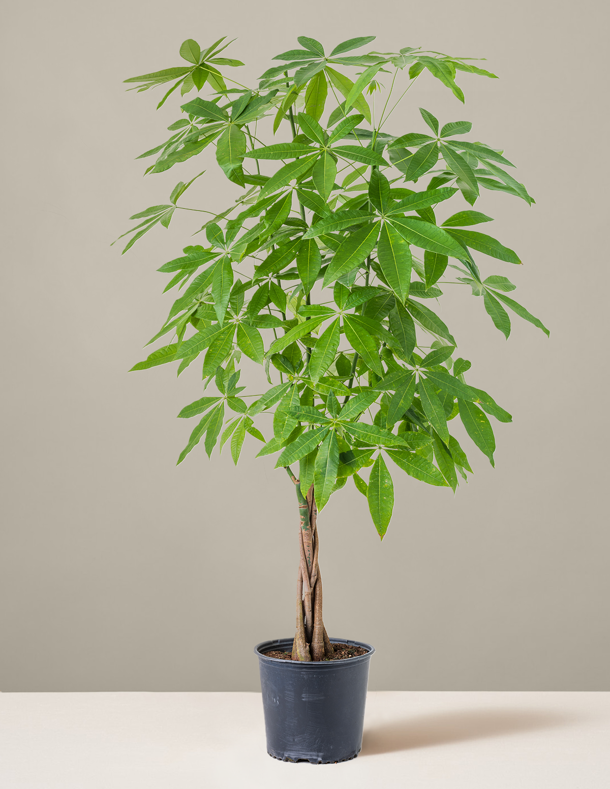 Money Tree Plant