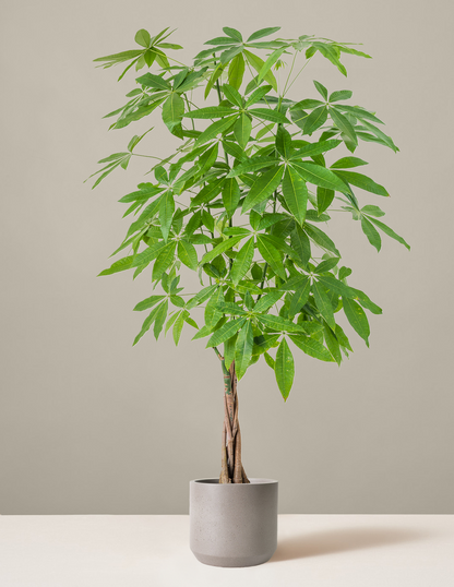 Money Tree Plant