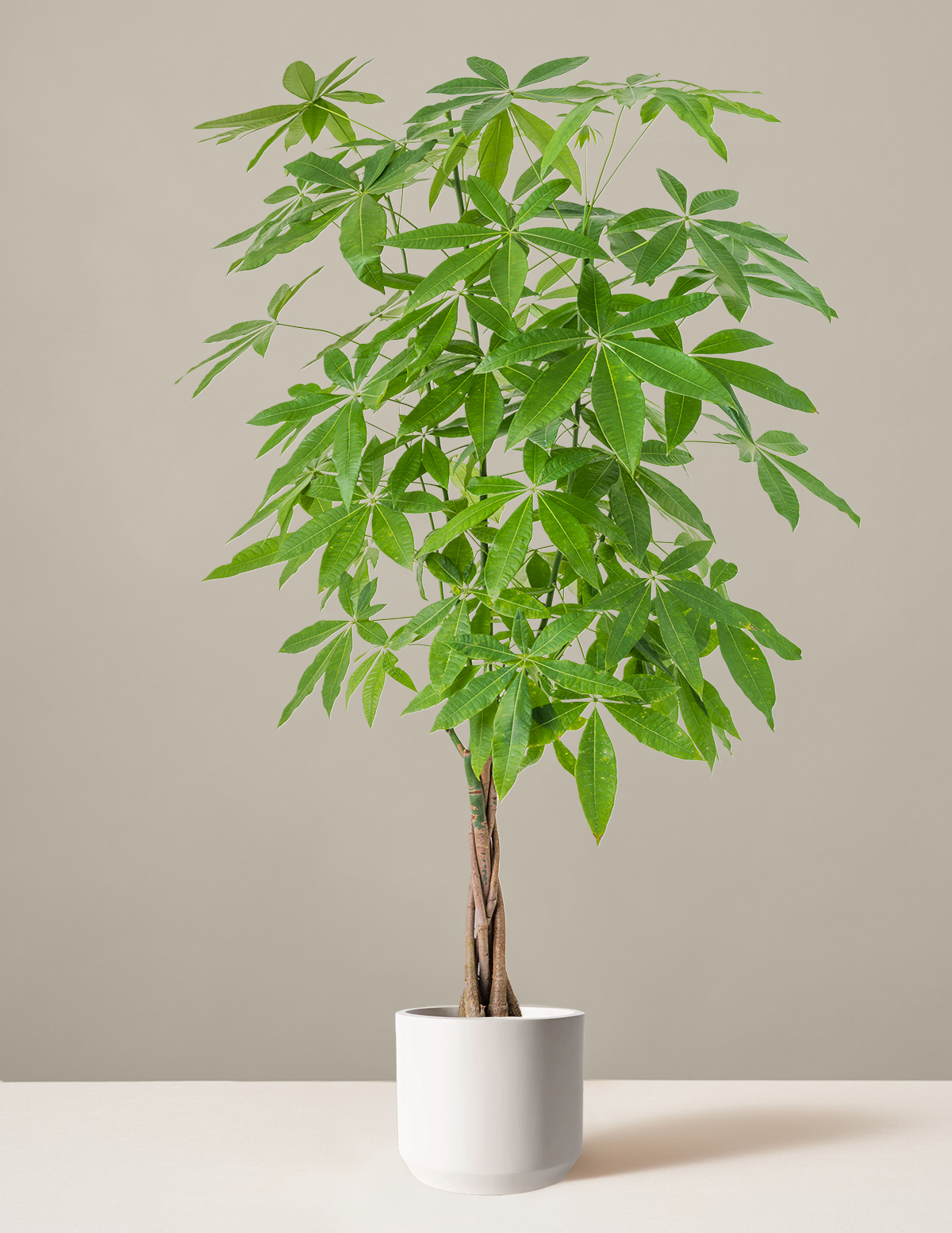 Money Tree Plant