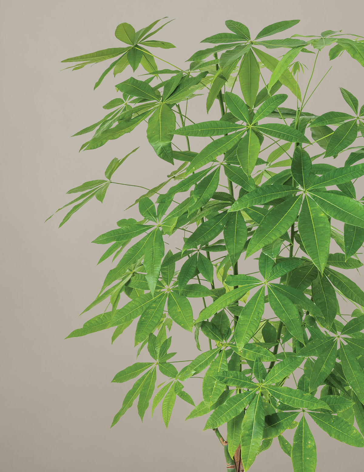 plant trees for money Money Tree Plant | Tropical Indoor Plants & Houseplants for Delivery