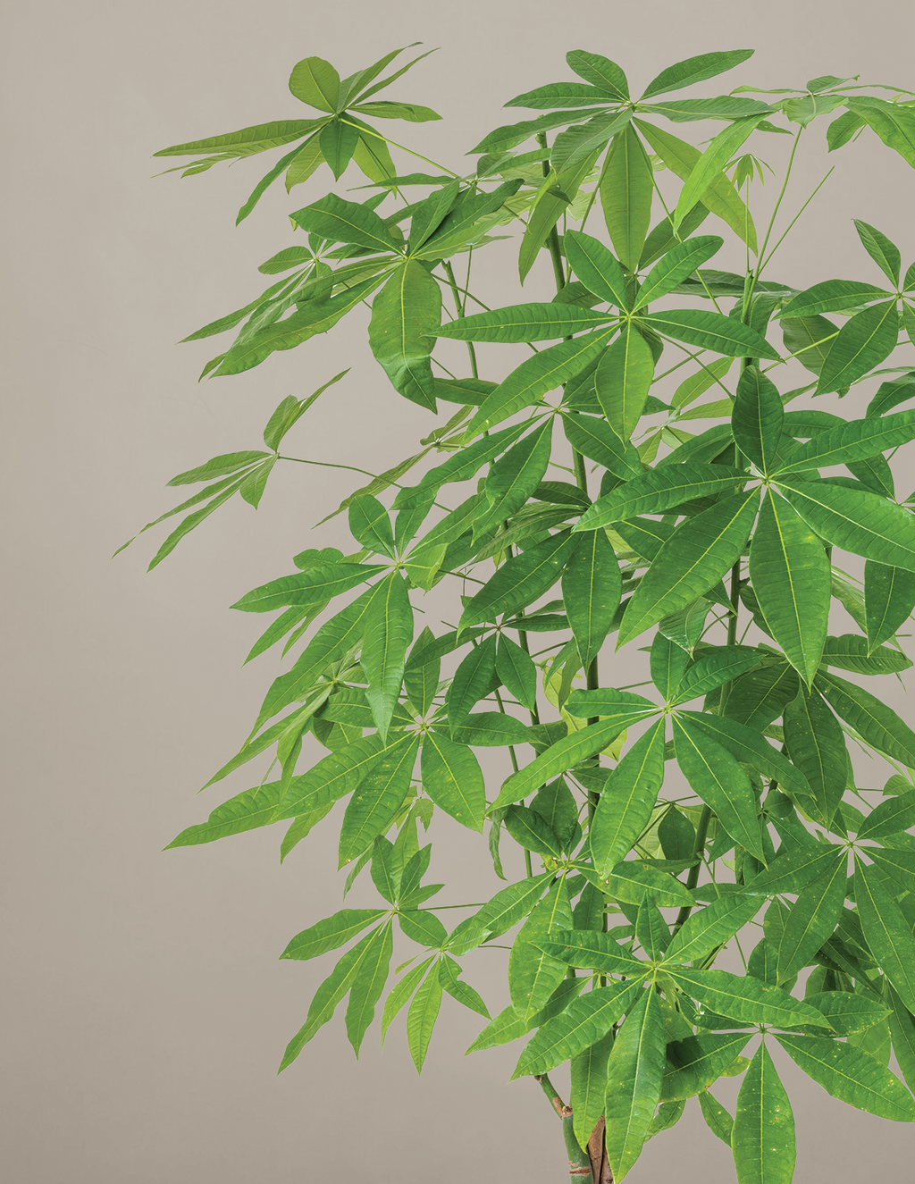 Money Tree Plant