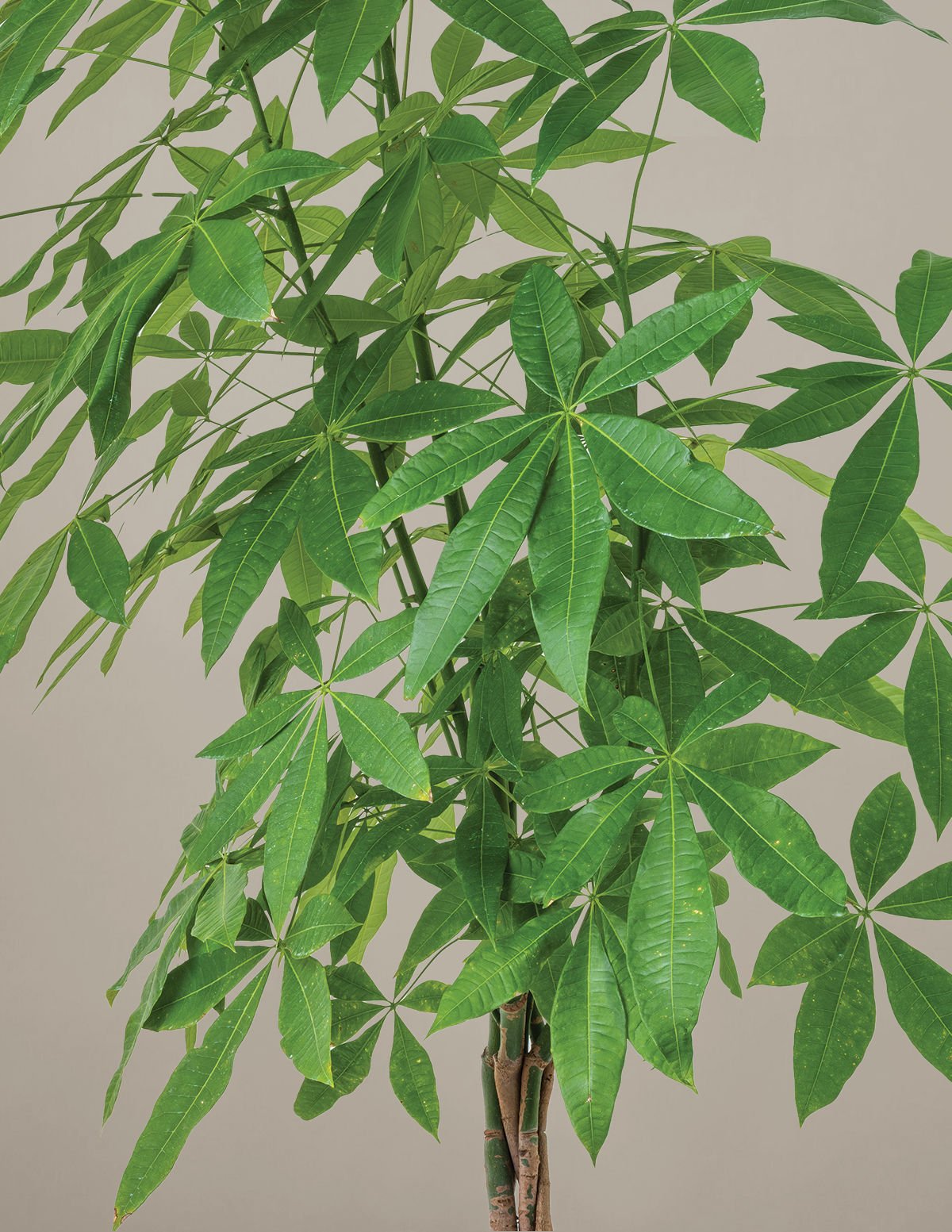 Money Tree Plant