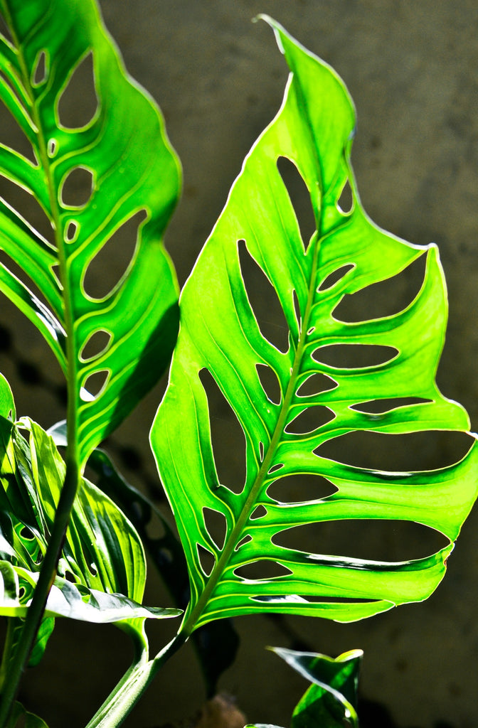 How to care for a Monstera Esqueleto Skeleton Plant