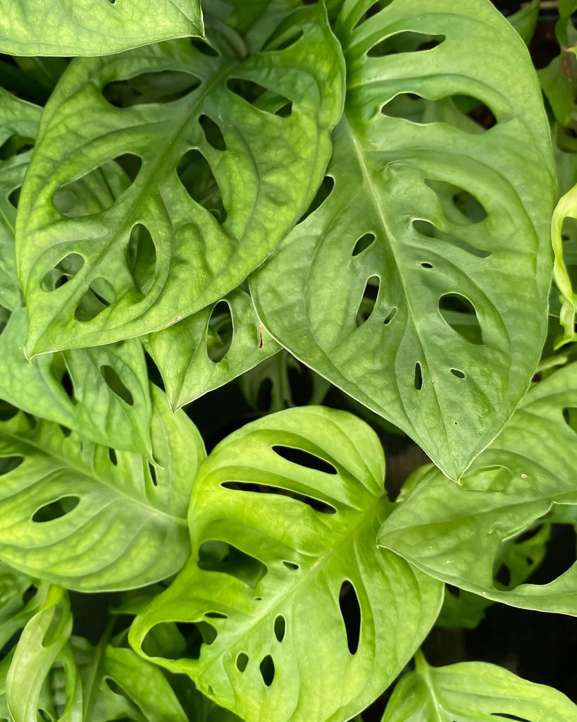 How to care for a Monstera Obliqua