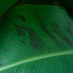 Truly Tiny Dwarf Banana Tree