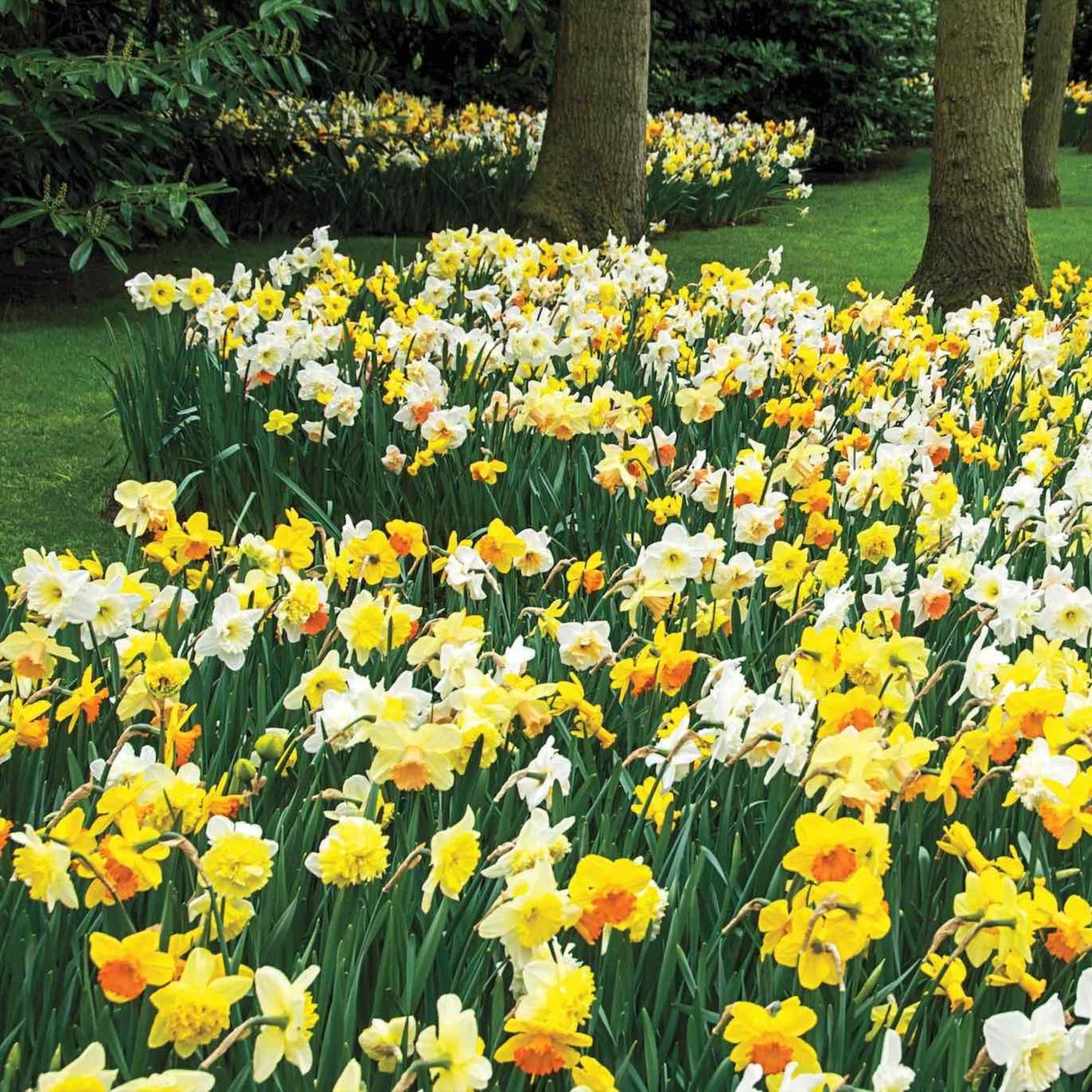 3 Months of Daffodils Mixture