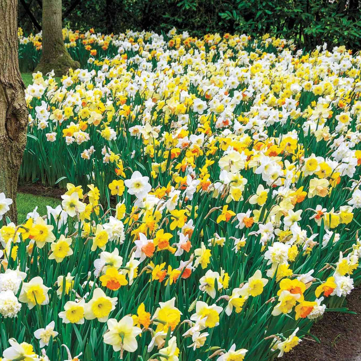 Giant Daffodils for Naturalizing