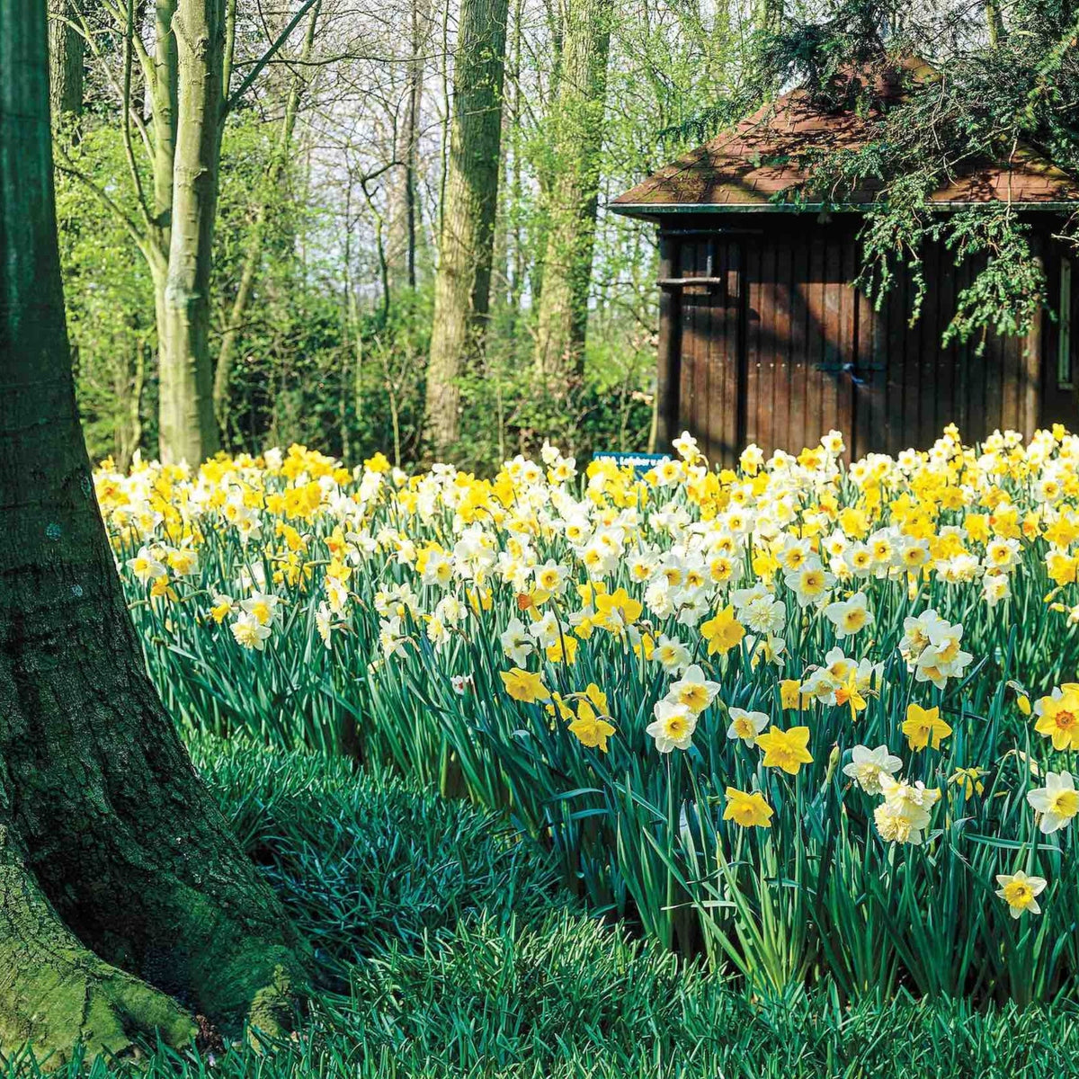 Daffodils for Shade Mix