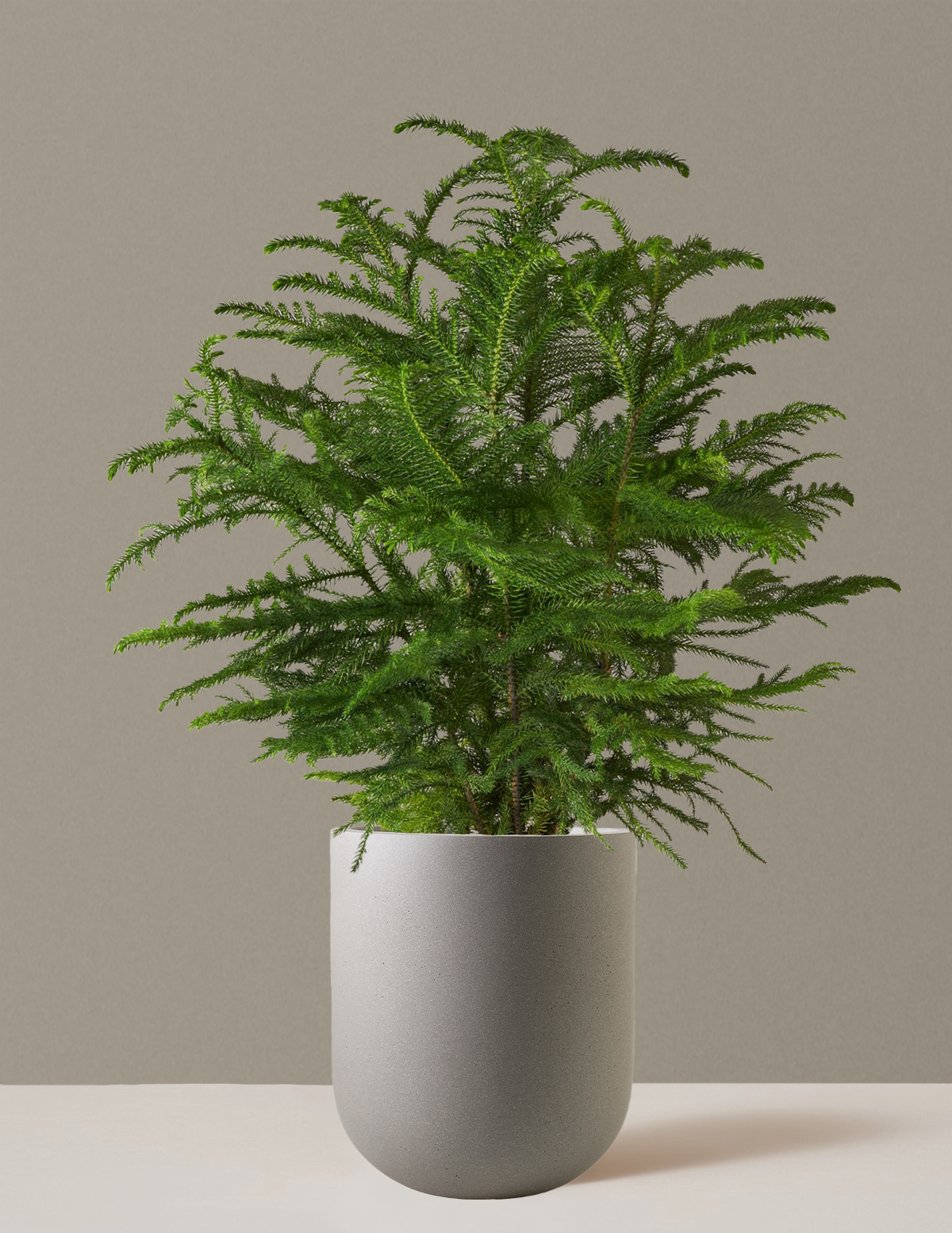 Norfolk Island Pine