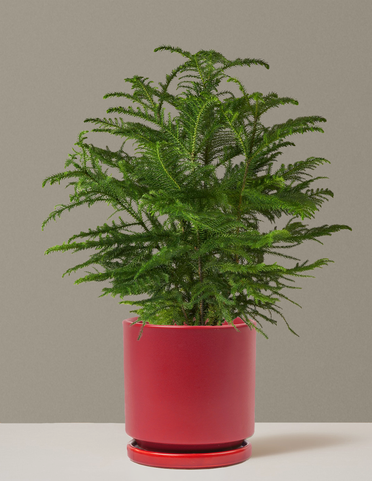 mini pine tree house plant Norfolk Island Pine Tree