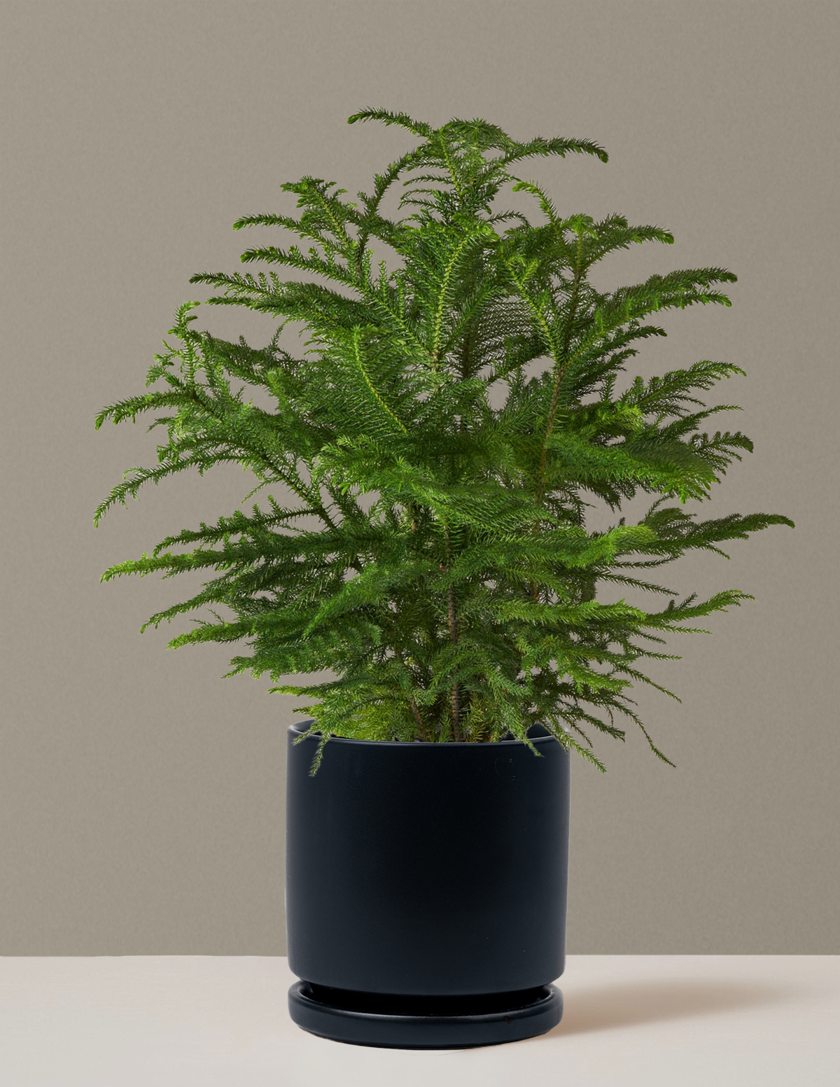 Norfolk Island Pine