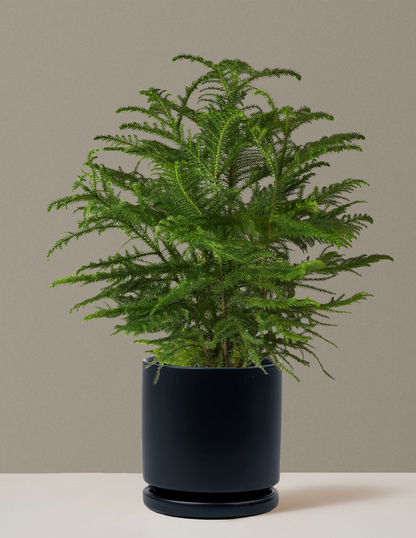 Norfolk Island Pine
