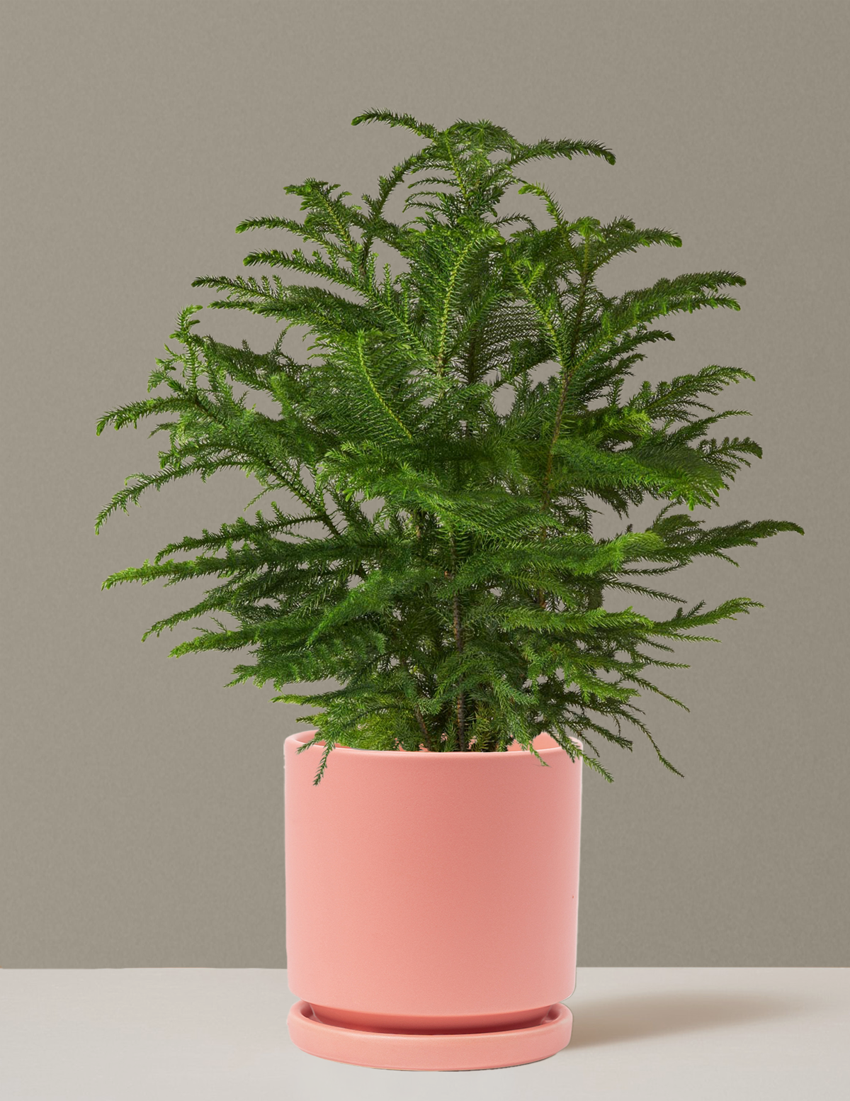 Norfolk Island Pine