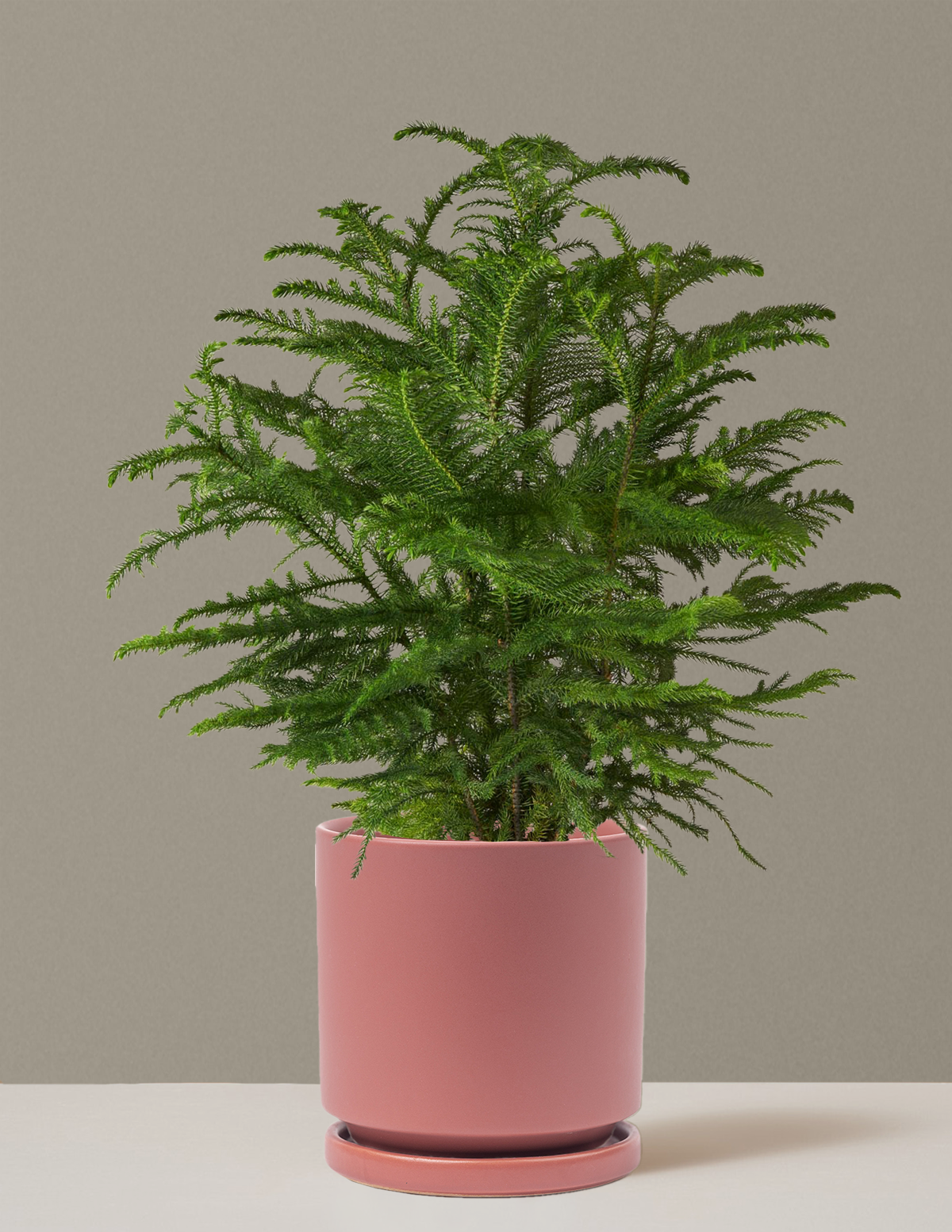 Norfolk Island Pine